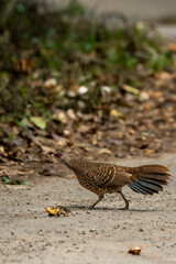 Kalij pheasant or Lophura leucomelanos female bird running on forest track at pilibhit national park forest or tiger reserve uttar pradesh india asia