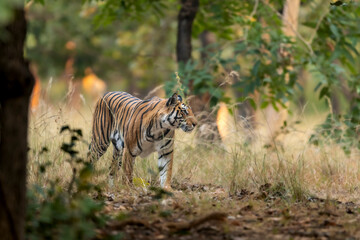 Naklejka na ściany i meble wild bengal female tiger or panthera tigris tigris on prowl in morning for territory marking in natural scenic background at pench national park forest or tiger reserve madhya pradesh india asia