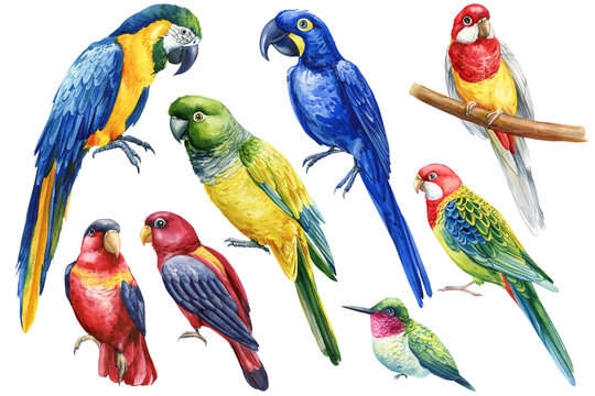 Set of tropical bird, colored hummingbird and parrot, watercolor illustration. Amazon, macaw and rosella