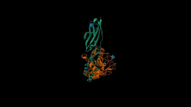 Crystal structure of human IZUMO1(green)-JUNO(brown) complex. Animated 3D cartoon and Gaussian surface models, PDB 5jkc, entity id color scheme, black background