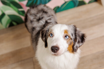 Miniature American Shepherd dog at home, surrounded by cozy furnishings and warm lighting, creating a charming domestic scene