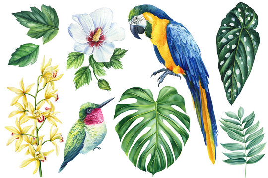 Watercolor tropical colored bird, flowers and leaves. jungle green plant, watercolor botanical illustration flora design