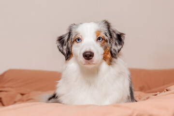 Cozy canine naptime. Aussie dog snuggles up under a warm plaid on a comfy bed. Pet-lovers, relaxation-themed content. Australian shepherd dog. Miniature American Shepherd dog breed