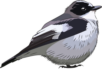 European pied flycatcher bird vector illustration black and white red listed bird clip art