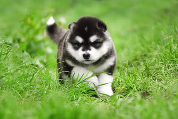 Obraz premium Alaskan Malamute puppy in black and white runs forward in the spring on green grass in the park close-up