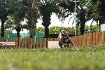Blue nose Pit bull dog playing with ball and having fun in the park at cloudy day. Selective focus