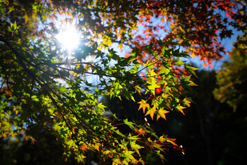 紅葉と後ろから降り注ぐ太陽の光