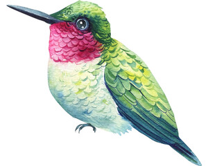 Watercolor tropical colored bird, hummingbird on an isolated white background,, hand drawing