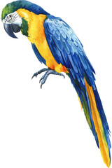 Watercolor tropical blue bird, Parrot on an isolated white background,, hand drawing macaw