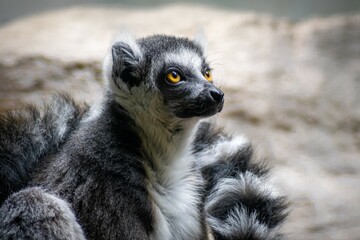 Lemur