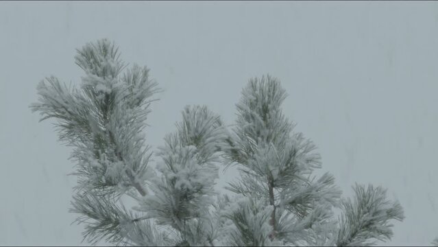 4K Timelapse of Snow falling on a pine tree. Colorado Rocking Mountains