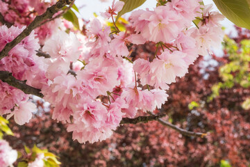 Close-up of Japanese cherry blossoms in Wiesbaden/Germany on the banks of the Rhine