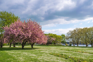 A Japanese cherry tree in full bloom in Wiesbaden/Germany on the banks of the Rhine