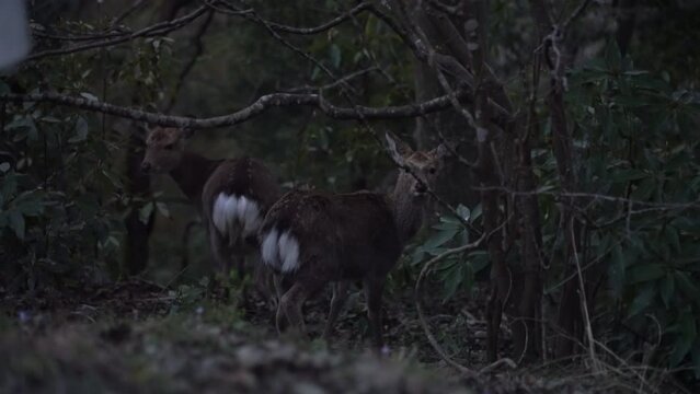 野生のシカ