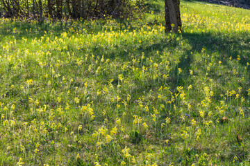 Meadow with blooming cowslips in Franconian Switzerland/Germany