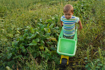 A little boy enthusiastically harvests in a wheelbarrow in the field. Blonde little boy with a...