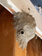 Mud Dauber Wasp Nest In Shed