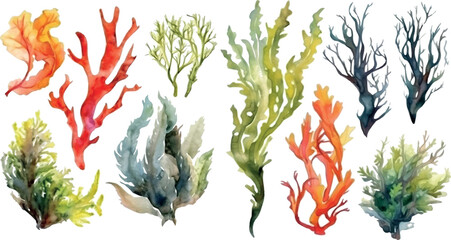 Set of vector watercolor seaweed and corals isolated on white. Sea theme, design element, decoration of water entertainment places, parks, beaches. © losmostachos