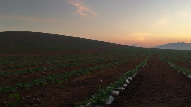 4k, Watermelon farming area in the south of Thailand, Watermelon farm, Watermelon field in sunray, Sun beam, Sun flar