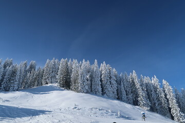 snow covered trees in the mountains