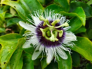 Passiflora edulis (purple fruit), also known as the Passion Fruit, is a climbing vine that thrives...