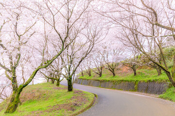 Fototapeta na wymiar 夕月神社へと続く道の桜並木　福岡県朝倉市　Row of cherry blossom trees on the road leading to Yuzuki Shrine. Fukuoka Pref, Asakura city.