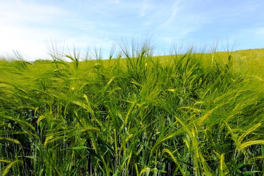 Weizenfeld