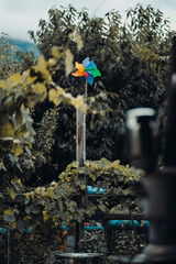 Nature of the garden