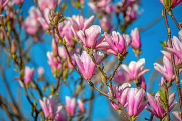 Background with pink magnolia buds at the spring day