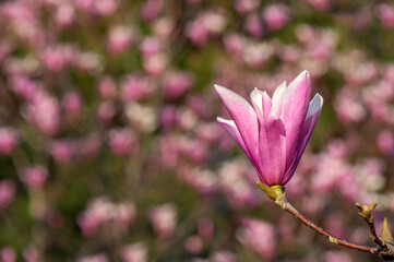 Closeup picture of the semi opened magnolia bug