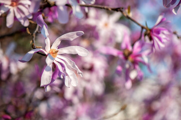 Closeup picture of the blooming pink magnolia flower