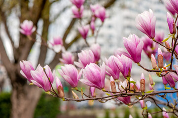 Horizontal picture of the branch of blooming pink magnolia