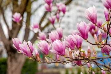 Foto op Canvas Horizontal picture of the branch of blooming pink magnolia ©  Tatyana Kalmatsuy