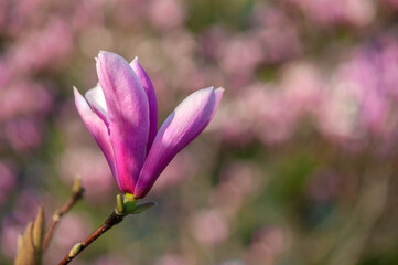 Fototapeta premium Pink magnolia semi opened bud against the blooming trees background