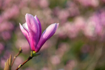 Pink magnolia semi opened bud against the blooming trees background