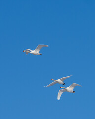 Fototapeta na wymiar Family of mute swans flying 