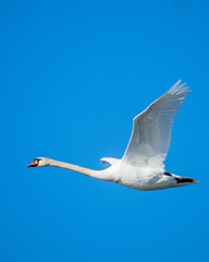Mute swan in fight