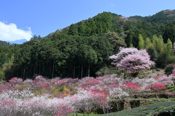 久喜の花桃　春らんまん　（高知県　仁淀川町）