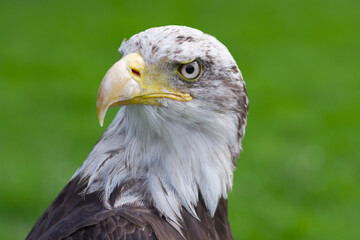 head of american bald eagle