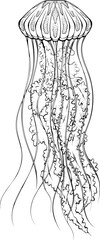 Jellyfish. Sealife illustration in hand drawn sketch doodle style. Black ink line art graphics isolated on white. Underwater animal jelly fish. Design for print, coloring book page, tattoo