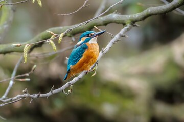 kingfisher on branch 