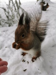 A gray squirrel with a red and white belly stands in the snow on its hind legs and eats sunflower seeds in a park on Elagin Island in St. Petersburg in early spring.