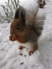 A gray squirrel with a red and white belly stands in the snow on its hind legs and eats sunflower seeds in a park on Elagin Island in St. Petersburg in early spring.