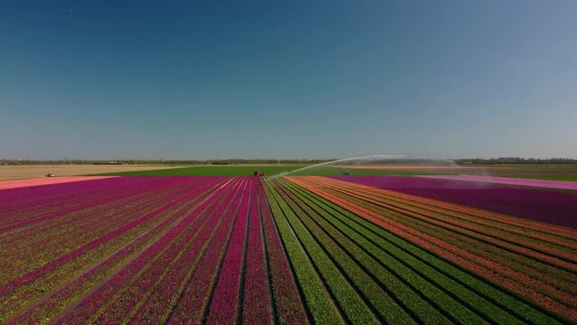 Tulips in in a field during a spring sunset. Drone point of view from above. Flowers are one of the main export products in the Netherlands and especially tulips and tulip bulbs.