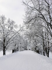 A deserted road in a city park on Elagin Island in St. Petersburg. All around are trees covered in snow.