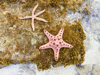 Large pink starfish on the ocean coast
