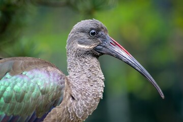Bostrychia hagedash ibis