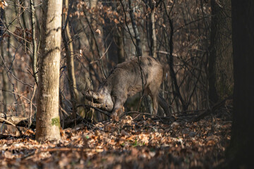 Rehbock im Wald, in alle Ruhe