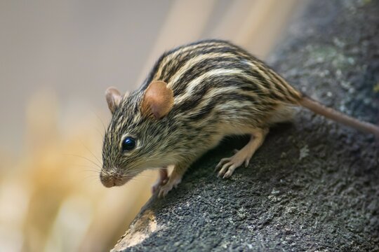 African striped grass mouse, zebra mouse (Lemniscomys barbarus)