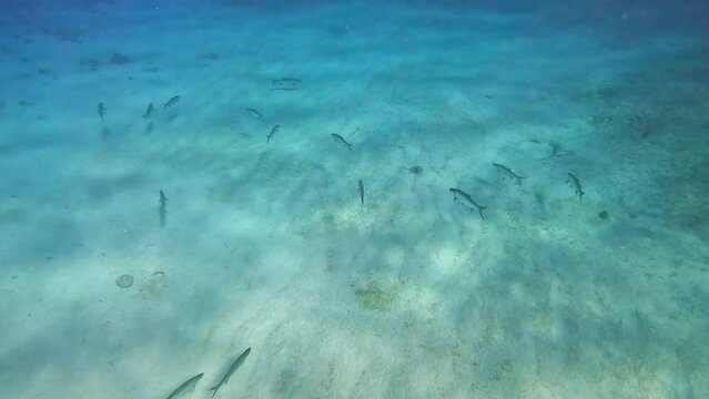 A school of Tarpon swimming near the rock and coral reef at Turtle reef